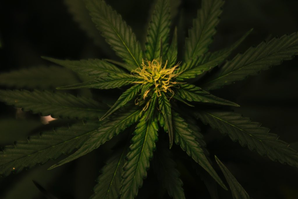 A cannabis plant in it's flowering stage seen from above 