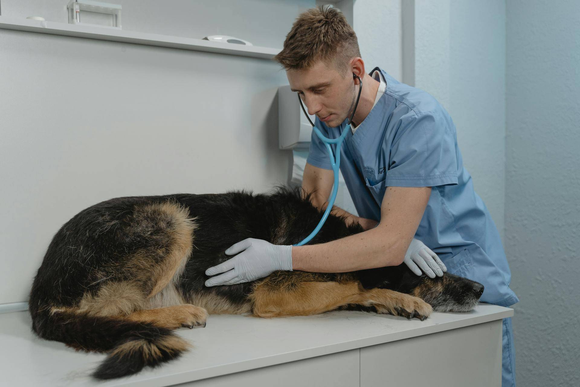 a Veterinarian Examining a Dog with a Medical Device, Representing the Importance of having a Technical Writer Develop an Operator's Manual